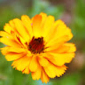 Meet your Posher, Kira